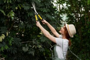 Tree Pruning Benefits: Transform Your Landscape Today