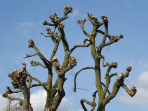Tree Pruning Benefits: Transform Your Landscape Today