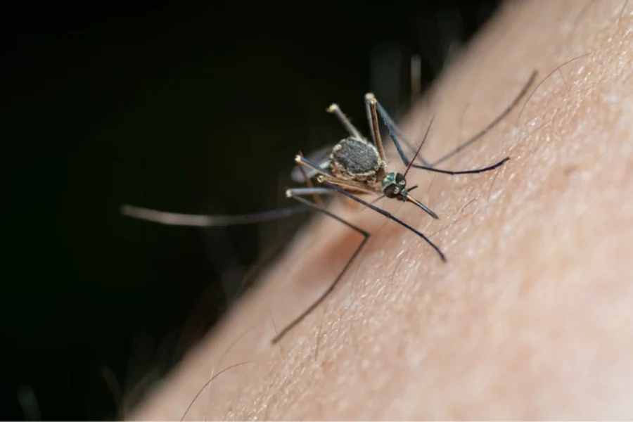 Mosquito 