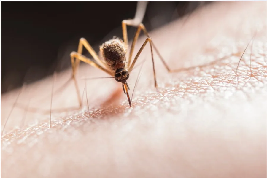 Mosquito 