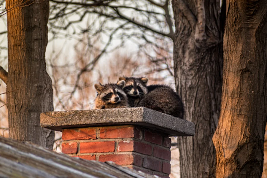How Wildlife Removal Helps Prevent Recurring Animal Intrusions